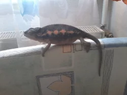 Chameleon pardalí